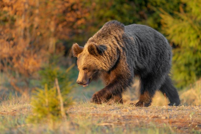 Brown bear in the Vysoke Tatry in Slovakia - Grizzly Bear Attack