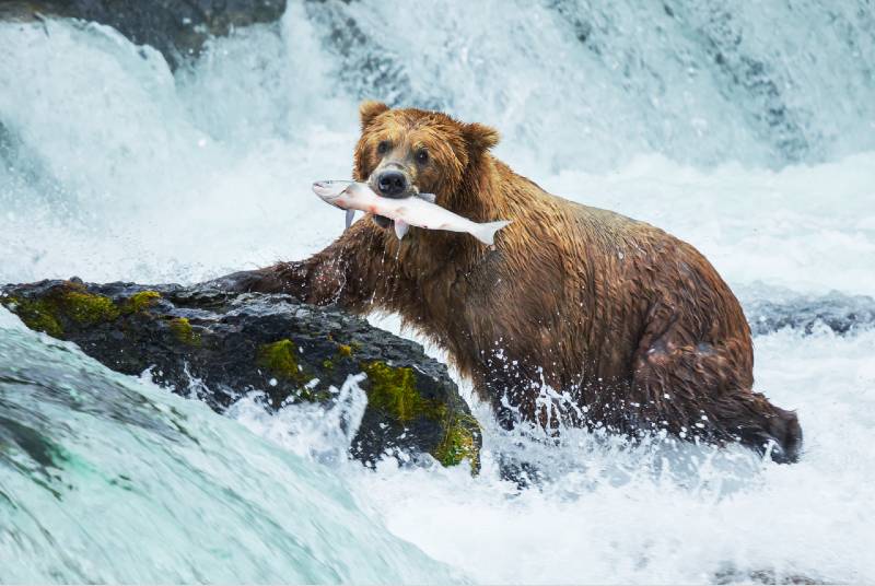 Brown bear on Alaska-Grizzly Bear Attack