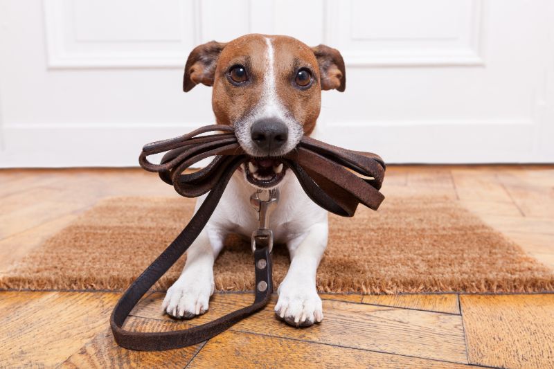 Leather dog leash |  Domestic Disaster Plan