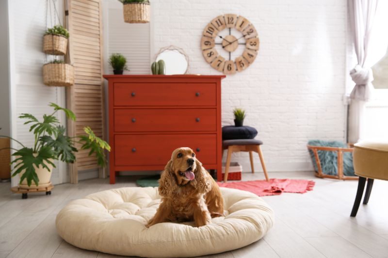 Dog bed |  Domestic Disaster Plan