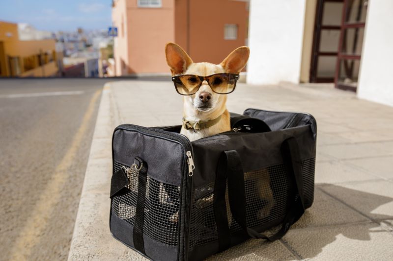 Dog transport bag |  Domestic Disaster Plan