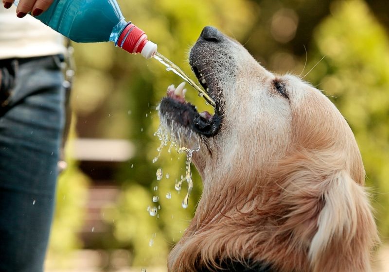 Golden retriever drinking water on summer Pet survival kit SS