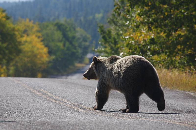 Grizzly bear walks across the road in Glacier National Park - Grizzly Bear Attack