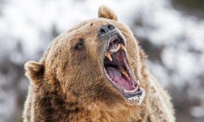 Grizzly Roaring a Warning | Grizzly Bear Attack Camper | featured
