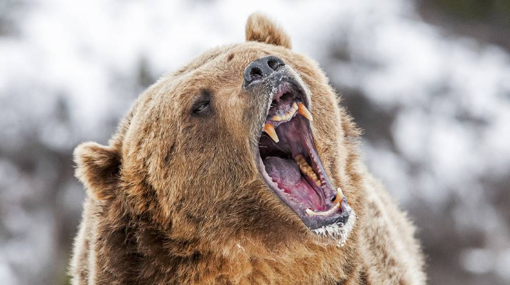 Grizzly Roaring a Warning | Grizzly Bear Attack Camper | featured
