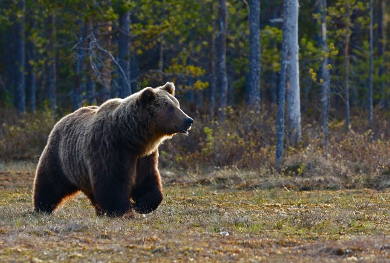 Grizzly bear | Best bear spray