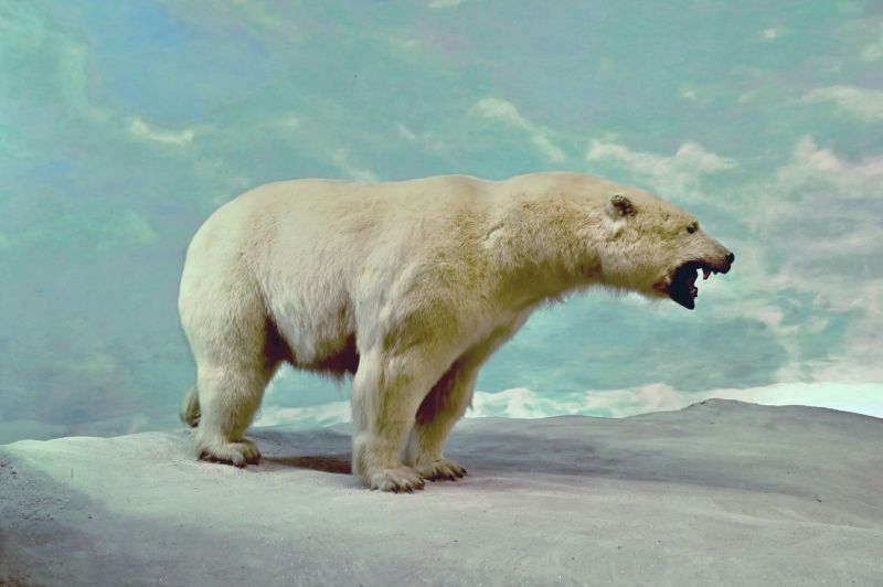 Growling polar bear | Best bear spray