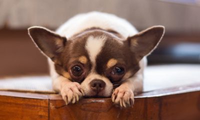 Lonely chihuahua | Disaster plan for pets | Featured
