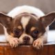 Lonely chihuahua | Disaster plan for pets | Featured