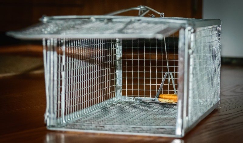 Looking inside of a humane mouse trap cage with cracker for bait-Humane catch-Survival Skills