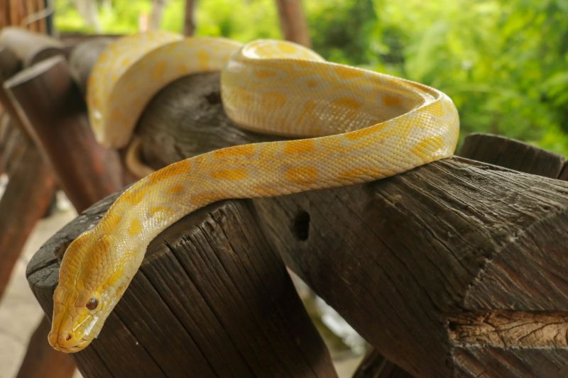 Portrait albino | 12 foot python