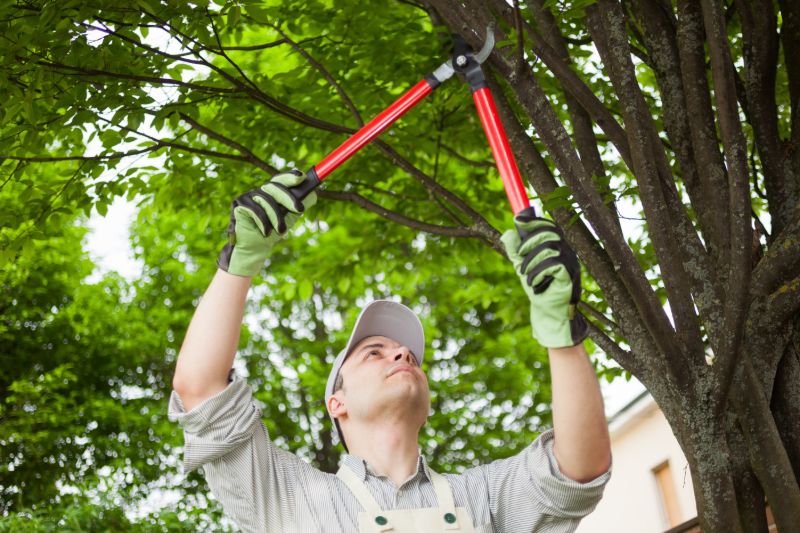 Pruning trees |  Hurricane Survival Guide