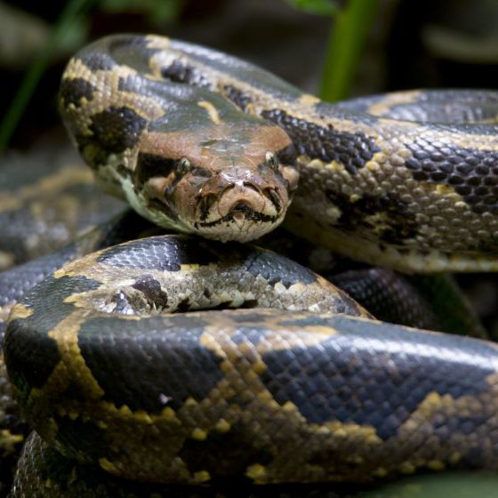 Python closeup | 12 foot python | Featured