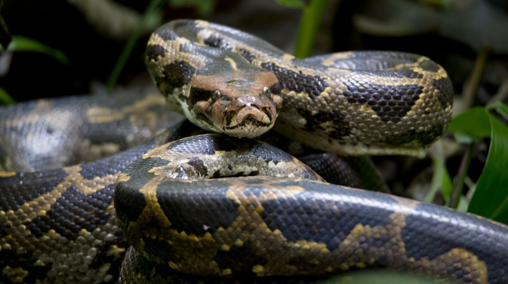 Python closeup | 12 foot python | Featured