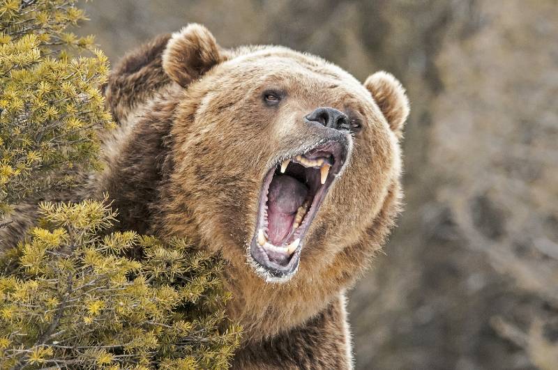 Roaring Grizzly Bear behind bush-Grizzly Bear Attack