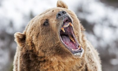 Roaring grizzly bear | How to keep bears away from campsite