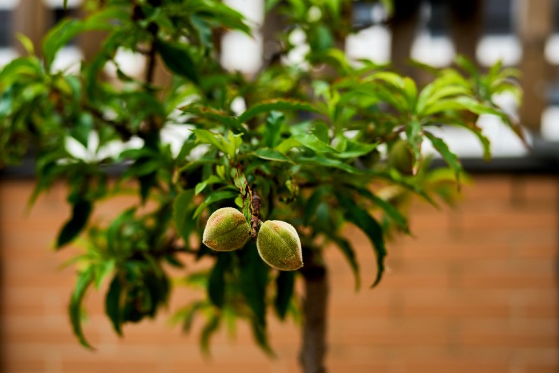 cultivation of small peach in urban garden-Survival Skills