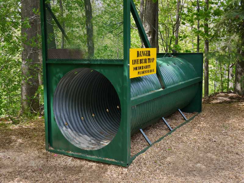 humane live trap for catching bears in a park-Grizzly Bear Attack