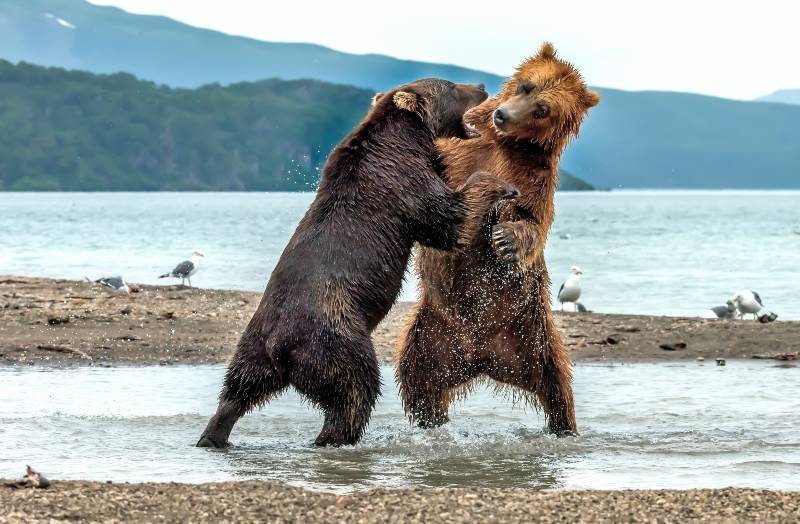 two brown bears fight on the shore of the lake where dozens of bears gather to fish for salmon-bear attack