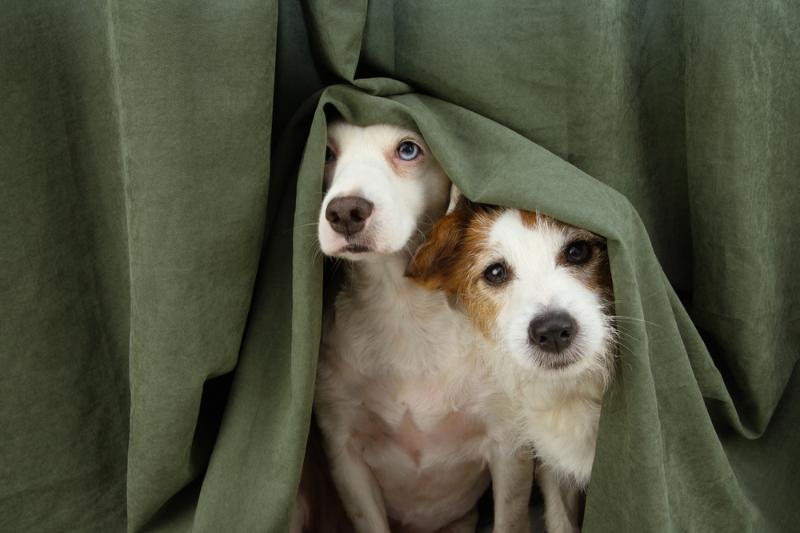 two-scared-afraid-puppy-dogs-wrapped-hurricane-survival-tips-ss