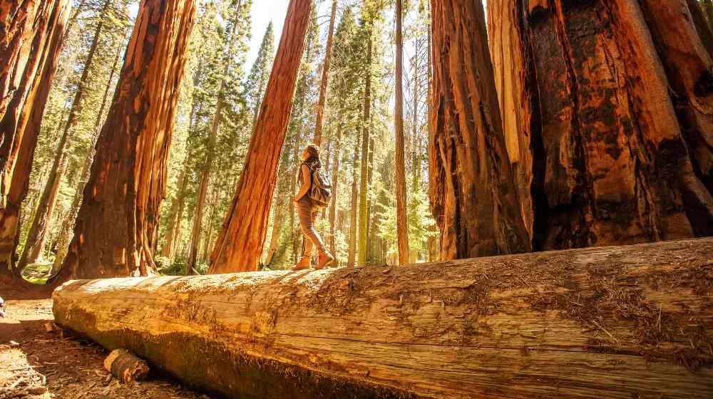 Hiker in Sequoia national park in California, USA | Useful Tips for Novice Trekkers | featured