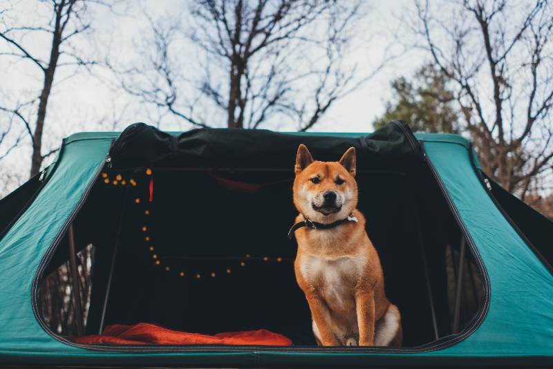 Beautiful Shiba Inu traveling dog in the camping tent on a car roof in the mountains-Camping Safety
