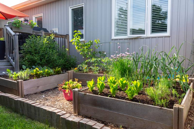 this-small-urban-backyard-garden-contains Backyard Food SS