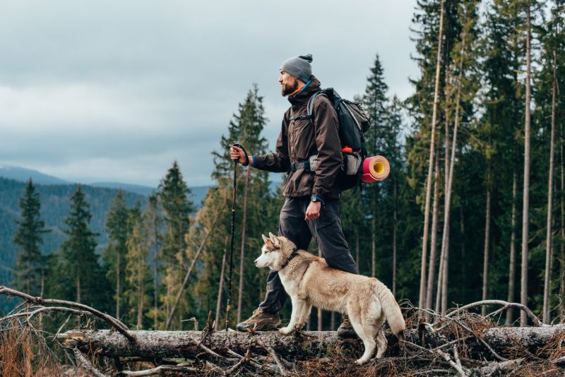 Hiker siberian husky dog looking beautiful | Emergency essentials