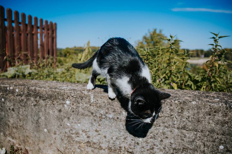 A selective focus of a cat on a concrete surface-How to Keep Cats Away from Your House