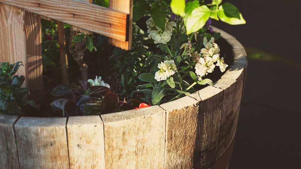 A view of white flowers in rustic wood barrel garden | How to Plant Flowers in a Barrel | featured