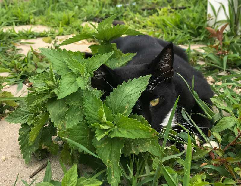 Black Cat in Garden Enjoying the Catnip-How to Keep Cats Away from Your House