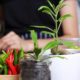 Chef in kitchen table | Organic Herbal Gardening in Your Kitchen | featured