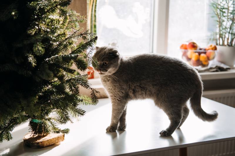 Cute Scottish fold cat try to eat Christmas tree at home-How to Keep Cats Away from Christmas Tree