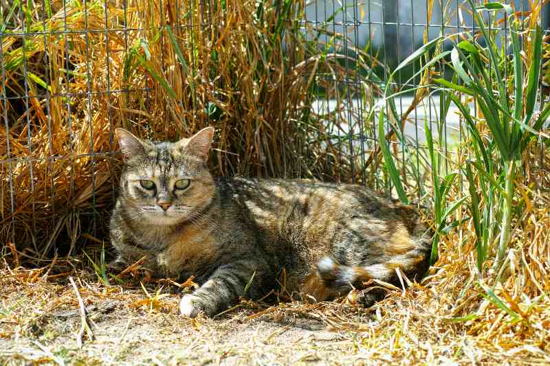Cute cat resting on the ground next to a chicken wire fence on a sunny day-How to Keep Cats Away from Your House