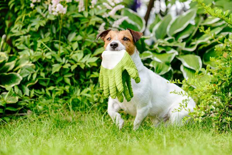 Dog as gardener assistant fetches garden gloves-Dog Herbal Garden