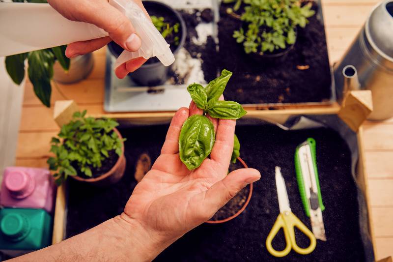 Fresh organic basil in pot. Gardening concept-Organic Vegetable