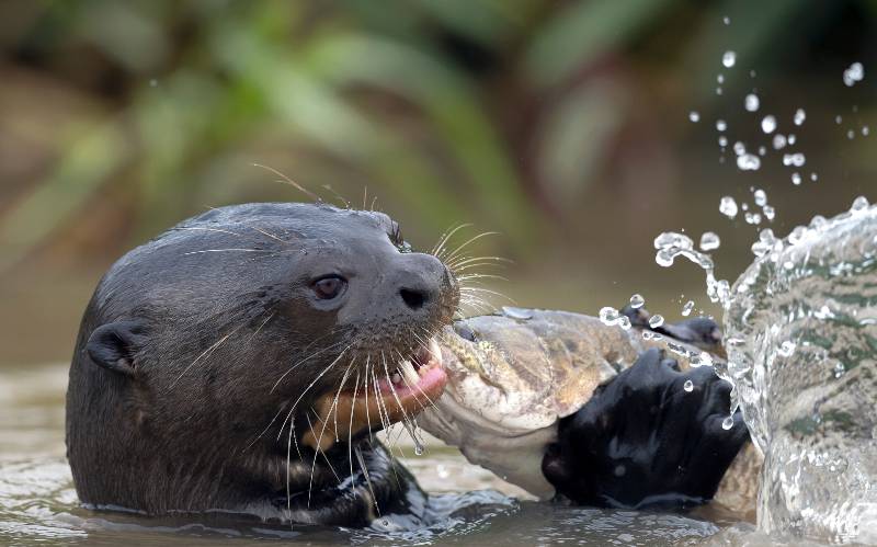 Giant Otter eating fish in the water-primitive fishing techniques