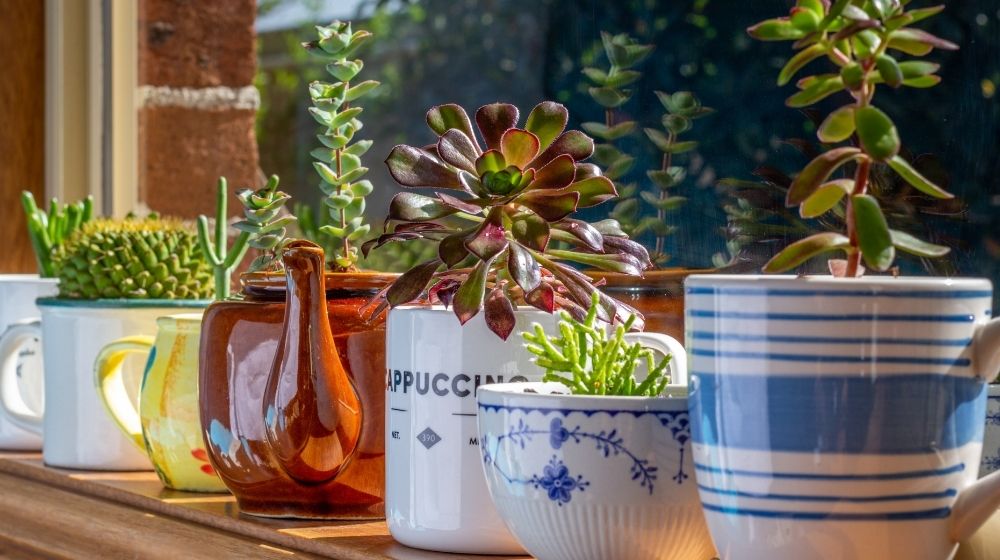 House plants grown in recycled mugs, tea cups | 17 Upcycled Garden Ideas to Decor Your Garden While Saving Mother Earth | Featured