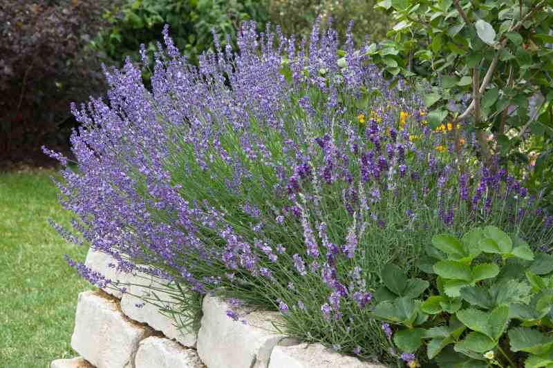 Lavender growing in garden-Dog Herbal Garden