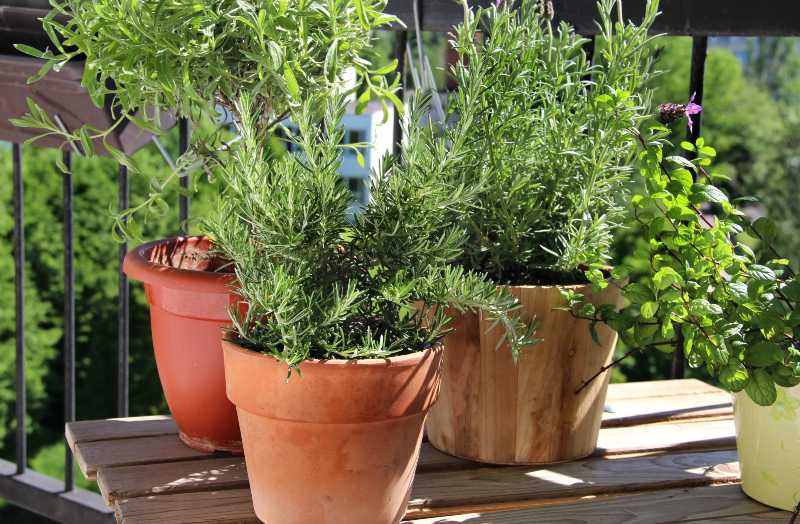 Rosemary, mint, lavender and other herbs in the pot-Balcony Gardens Ideas
