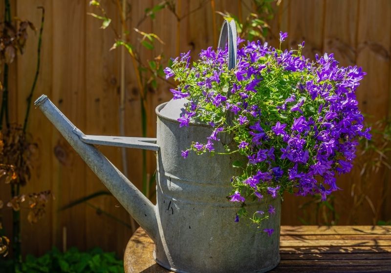 Vintage metal watering can used as a planter | upcycling ideas for your garden