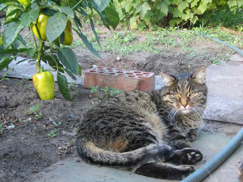 cat is relaxing in the garden under the green pepper-How to Keep Cats Away from Plants