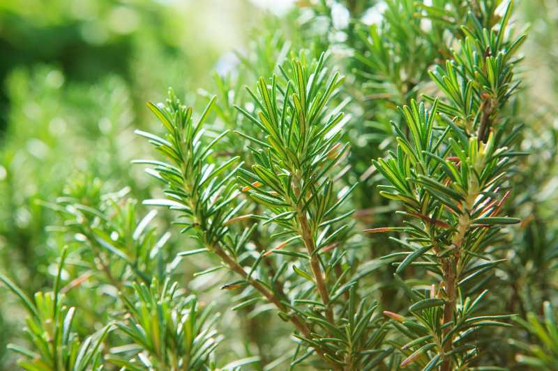 close up of green rosemary leaves-Dog Herbal Garden