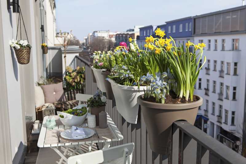 potted spring flowers on a sunny balcony-Balcony Gardens Ideas