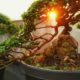 A small bonsai is growing in a black pot | Have Fun With Bonsai | featured