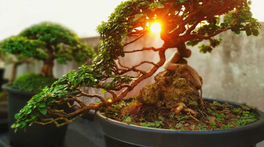 A small bonsai is growing in a black pot | Have Fun With Bonsai | featured