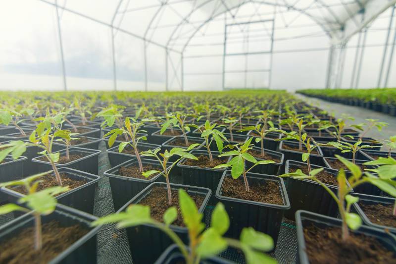 Sprouted Tomato. Potted Tomato Seedlings Green Leaves | Survival seed bank