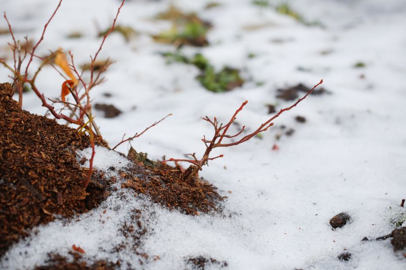 winter-work-garden-insulation-care-shrubs Total Winter Preparedness