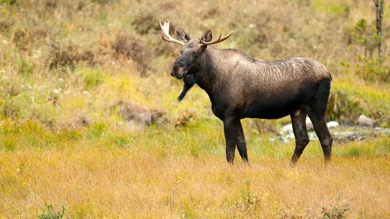Male Western moose portrait | How to Survive a Moose Attack Survival Strategy | Survival Strategies