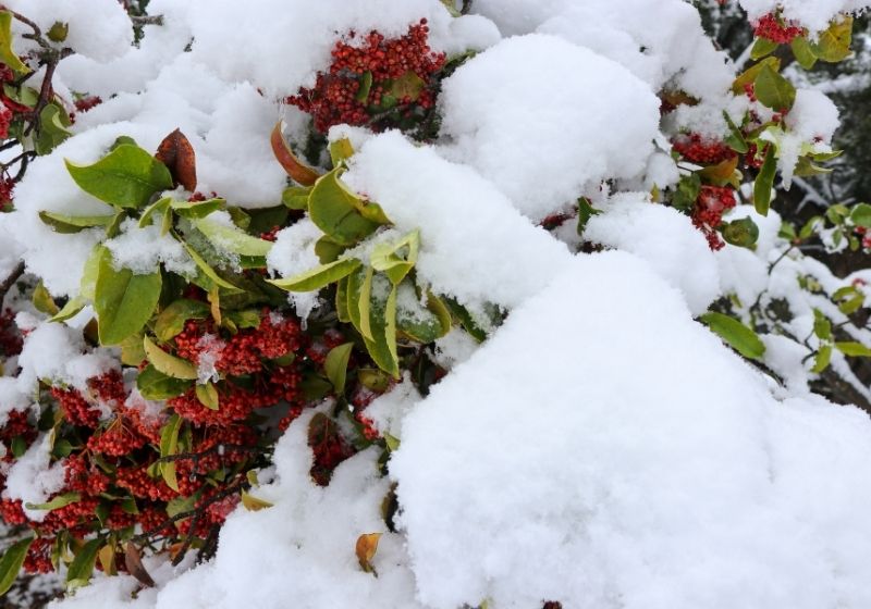 Red berry bush in snow | How to Survive Being Single on Valentines Day